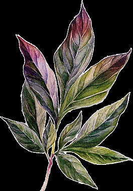 葉子矢量素材