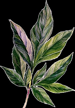 手繪葉子矢量素材
