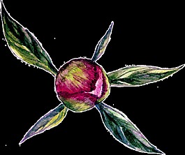 花卉矢量素材
