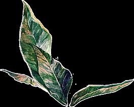 葉子矢量素材