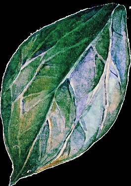葉子矢量素材