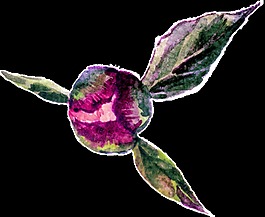 花卉矢量素材