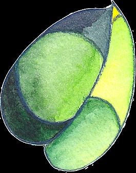 葉子矢量素材