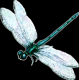 蜻蜓矢量素材