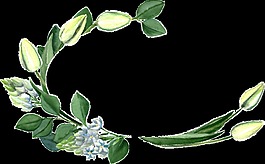 清新綠色植物透明素材