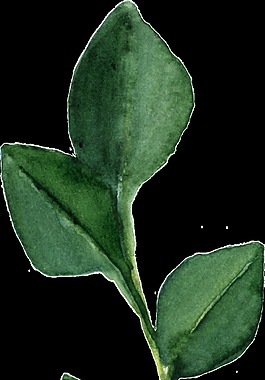 春天清新綠色植物透明素材