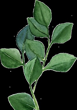 绿色清新植物透明素材