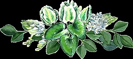 綠色可愛(ài)小植物透明素材