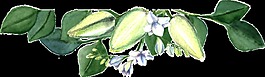 清新綠色植物透明素材