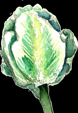 手繪文藝綠植透明素材