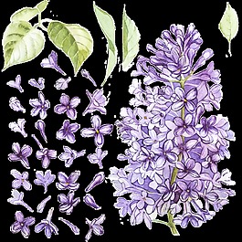 紫色清新紫藤花透明素材