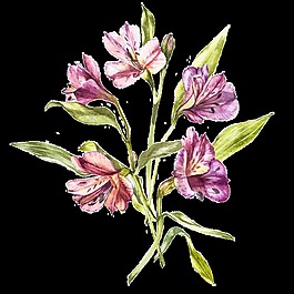 紫色手繪鮮花透明素材