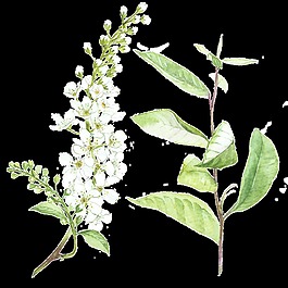 清新綠色植物透明素材