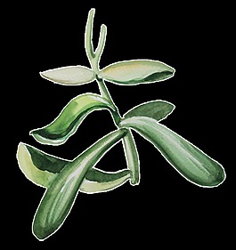 手繪清新植物透明素材