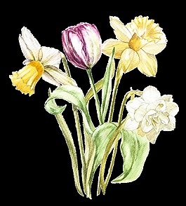 手繪清新插花透明素材