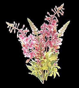 粉色美麗鮮花透明素材