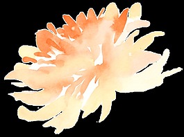 菊花素材