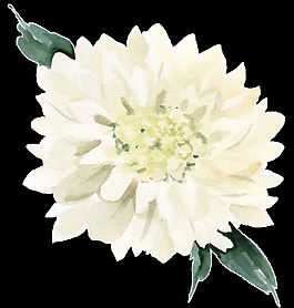 水彩花朵素材