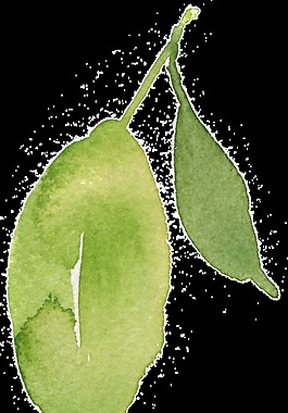 水彩樹(shù)葉素材