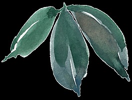 葉子素材