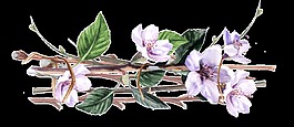 紫色藤曼花卉卡通透明素材