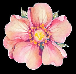 綻放花卉卡通透明素材