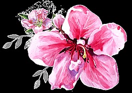 牡丹花卉卡通透明素材