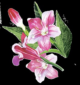 常見花卉卡通透明素材