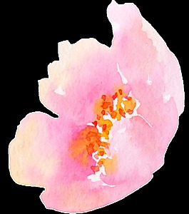 精美綻放花卉透明素材