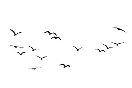 排列飛翔的鳥群免摳png透明素材
