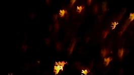 愛心天使光影變換漏光轉(zhuǎn)場(chǎng)視頻素材