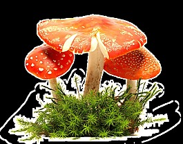 紅色蘑菇png元素素材