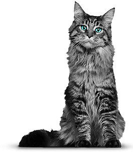 蓝色眼睛灰猫免抠png透明素材