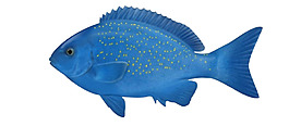 漂亮蓝色热带鱼免抠png透明素材