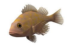 褐色的魚三維圖免摳png透明素材