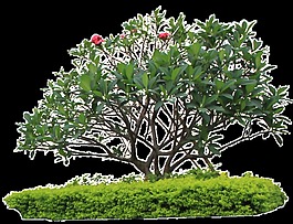 雞蛋花樹景觀元素