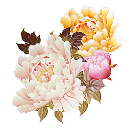 彩繪漂亮牡丹花朵圖案
