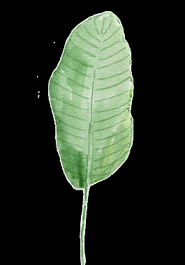 芭蕉叶透明装饰图案