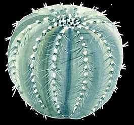 球狀仙人掌透明裝飾圖案