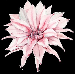 甜美花卉透明裝飾圖案
