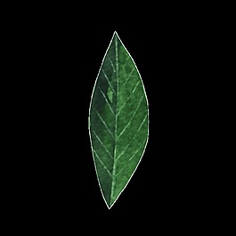 清新植物樹葉透明裝飾圖案