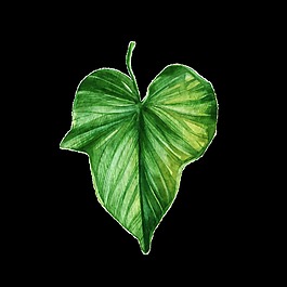 愛心樹葉透明裝飾圖案