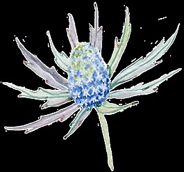 創(chuàng)意精美花卉透明裝飾圖案