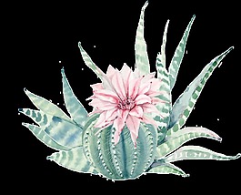 開花仙人掌透明裝飾圖案