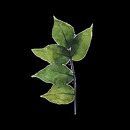 植物樹枝透明裝飾圖案