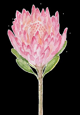 粉色植物透明裝飾圖案
