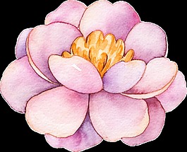 荷花透明裝飾圖案