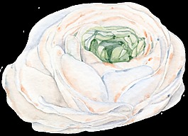 素雅花卉透明装饰图案