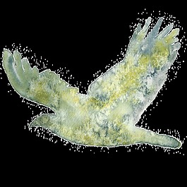 手繪綠色鳥透明裝飾圖案