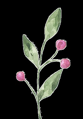 手繪花枝透明裝飾圖案